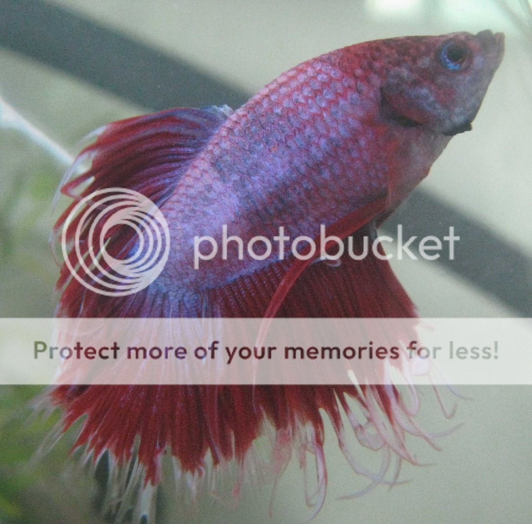 My Baby Betta Fish Pictures, Images & Photos | Photobucket