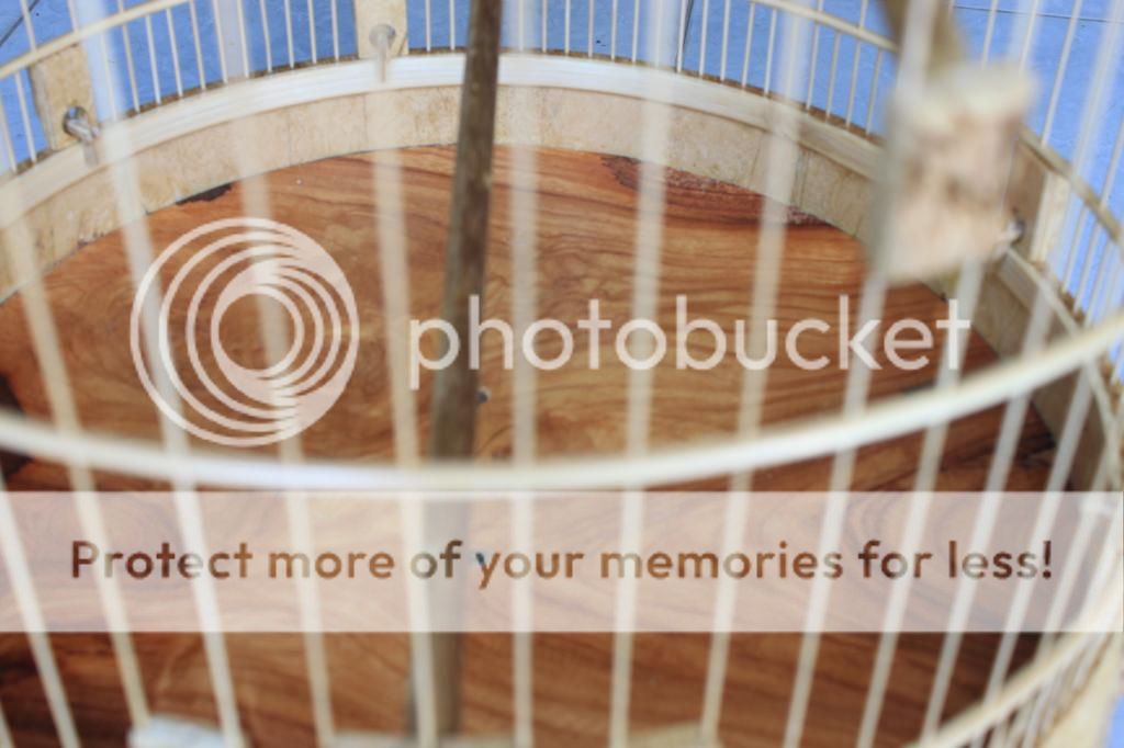 Lồng Nu Mẹ Thiên Nhiên tạo hóa bởi trí óc con người ! - 6