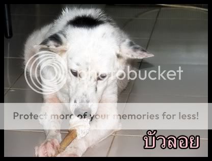 หมาหนีตาม