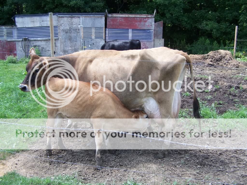Jersey heifer price? - Cattle