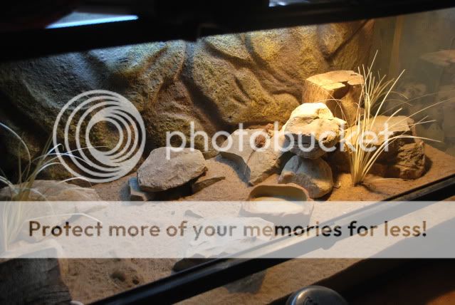 The Gerbils Gerbils Lucky Girl The Gerbils Gerbils Lucky Girl