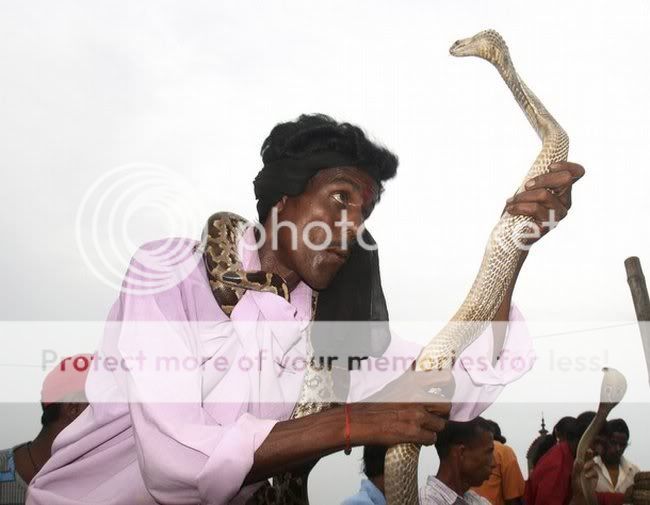 1219144880_003_cobra.jpg