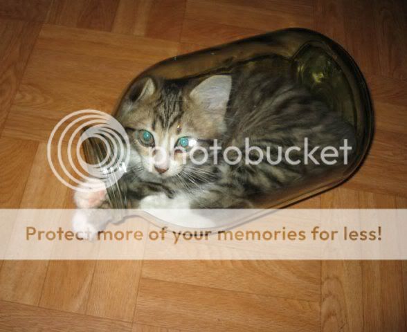 1219228447_prikol07.jpg